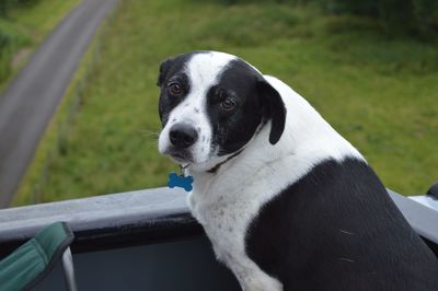 Close-up portrait of a dog on a canal barge