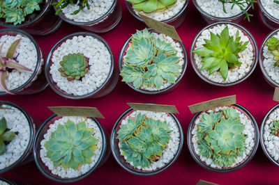 High angle view of succulent plants for sale in nursery