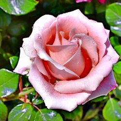 Close-up of flower blooming outdoors