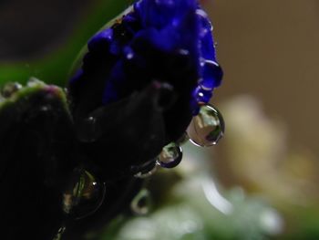 Close-up of water drops on flower