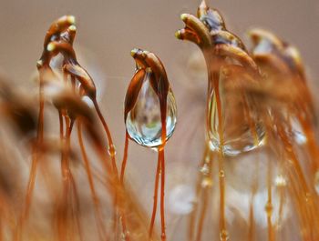 Detail shot of water drops on plants