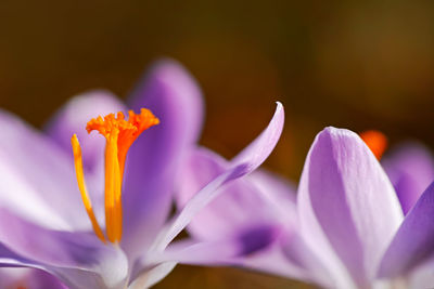 Close-up of purple crocus flower