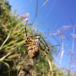 Close-up of spider on web