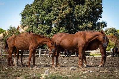 Horses standing in a field