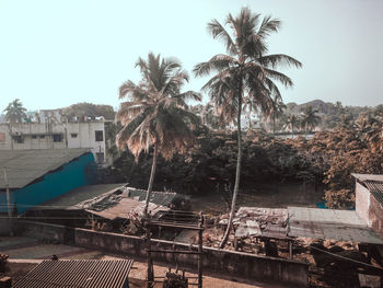 Scenic view of palm trees and buildings against sky