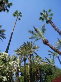 Low angle view of palm trees against blue sky