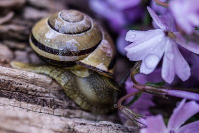 Close-up of snail on wood