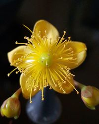 Close-up of yellow flower