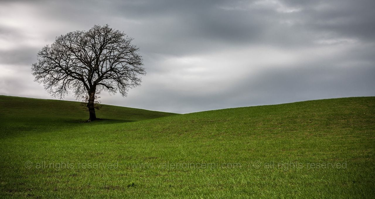 BARE TREE IN FIELD