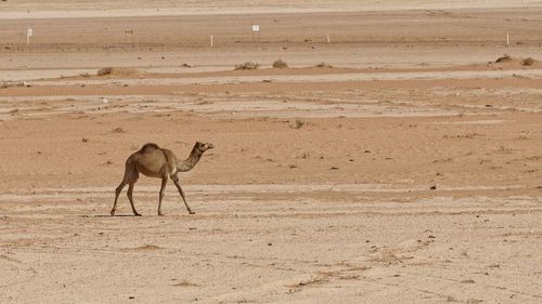 Side view of a horse on land