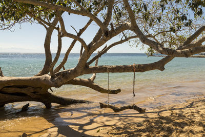 Driftwood on tree by sea against sky
