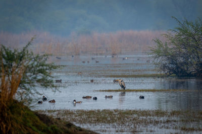 View of birds swimming in lake