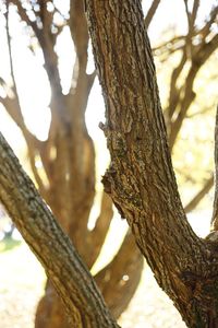 Low angle view of tree trunk