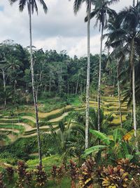 Scenic view of trees on landscape against sky