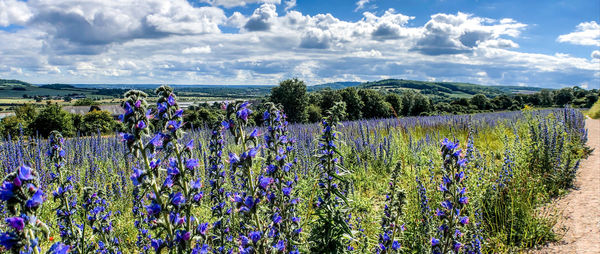 Purple flowering plants on field against sky