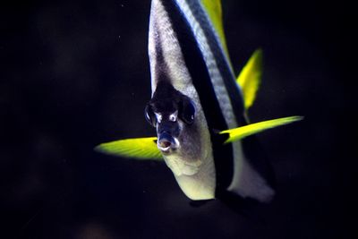 Close-up of fish swimming in sea