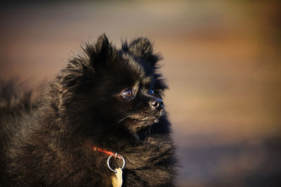 Close-up of a dog looking away