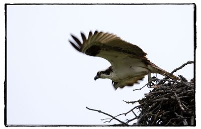 Low angle view of eagle flying against clear sky