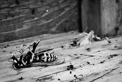 Close-up of dead wasp in black and white 