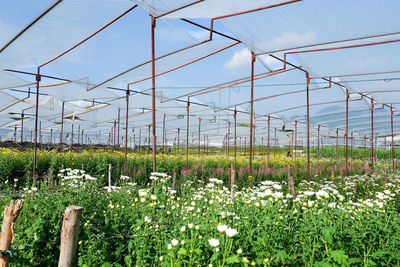 View of flowering plants growing on field