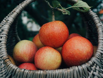 Close-up of apples in basket