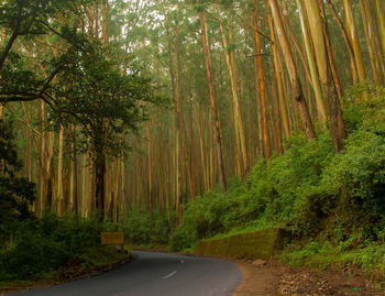 Road amidst trees in forest