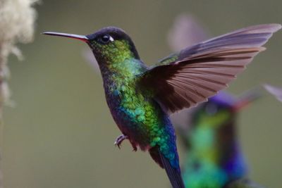 Close-up of bird flying