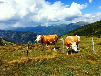 Cows standing on field against mountain range