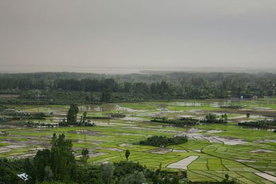 High angle view of rice field against clear sky