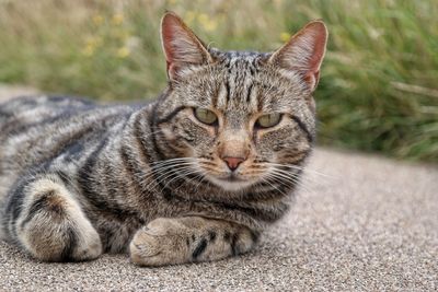 Close-up portrait of cat relaxing outdoors