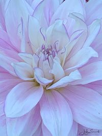 Close-up of pink dahlia