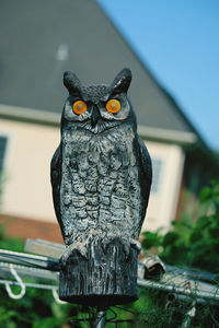 Close-up portrait of owl perching outdoors