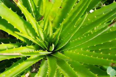 Full frame shot of leaves