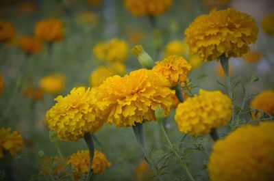 Close-up of yellow flowers