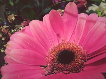 Close-up of pink flower blooming outdoors