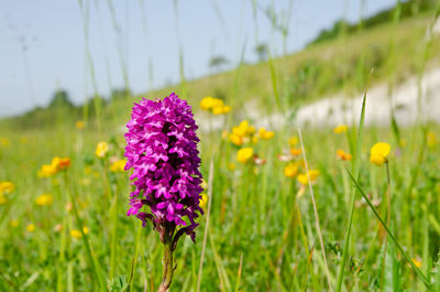 Close-up of purple flowering plant on field