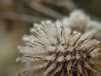 Close-up of frozen plant