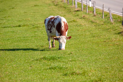 Horse grazing in field