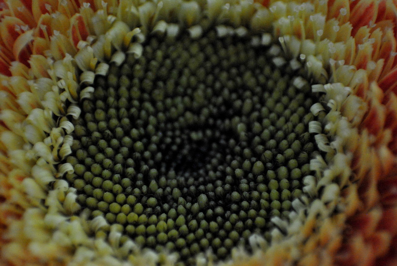 Zerbera flowerhead extreme closeup