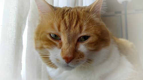 Close-up portrait of cat