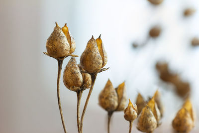 Dry flower seed pods on white background 