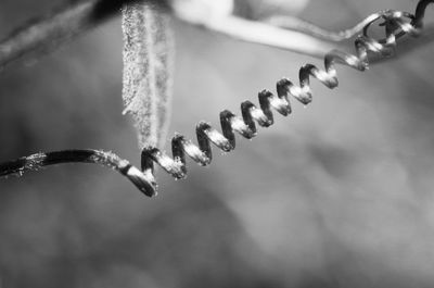 Close-up of spiral vine