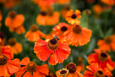 Close-up of honey bee pollinating on flower