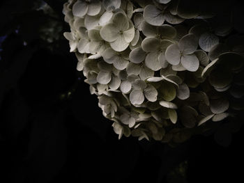 Close-up of flower at night