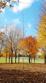 Autumn trees in park