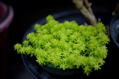 High angle view of chopped vegetables in bowl on table