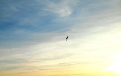 Low angle view of silhouette bird flying against sky