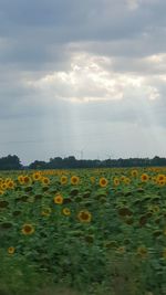 Yellow flowers growing on field against sky