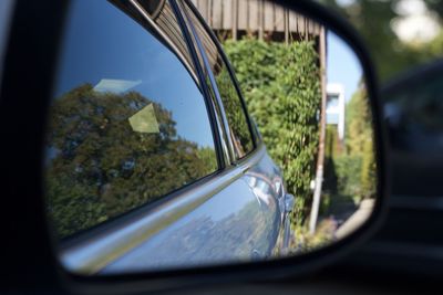 Reflection of trees on side-view mirror