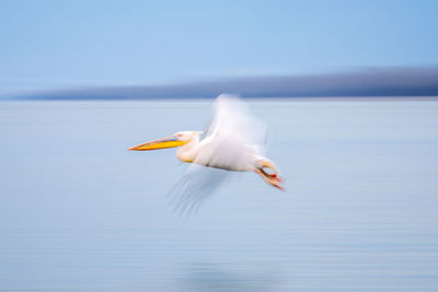 Bird flying over sea